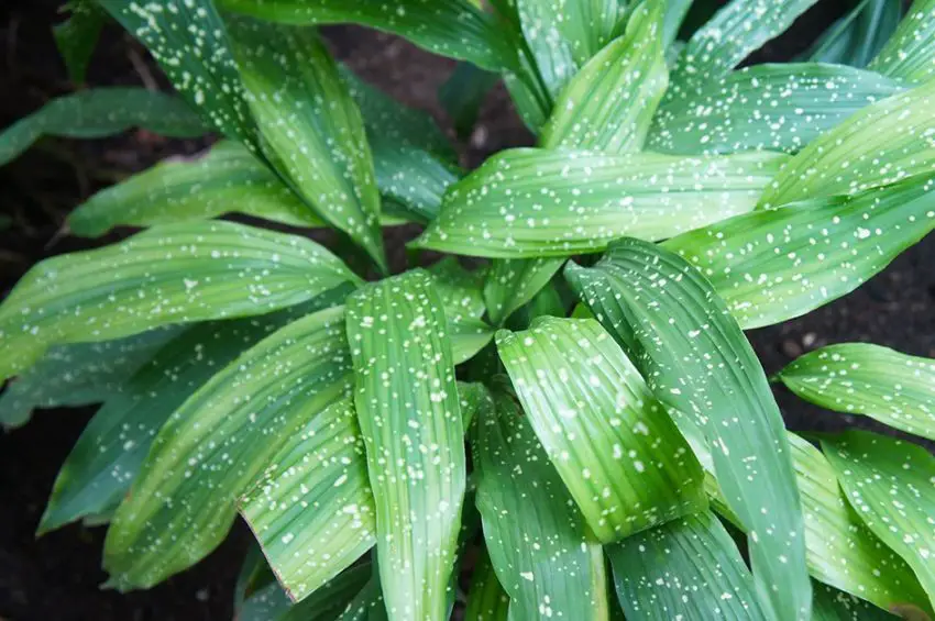 Aspidistra Voie lactée