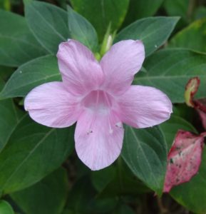 Barleria : Variétés, culture, soins et multiplication