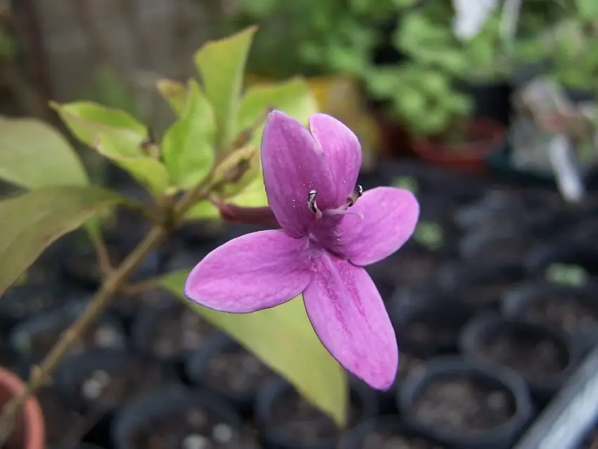 Barleria : Variétés, culture, soins et multiplication