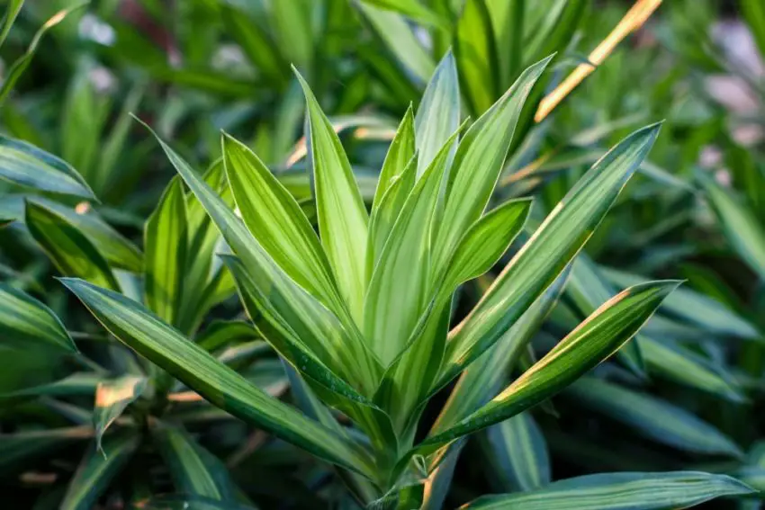 photo d'une dracena