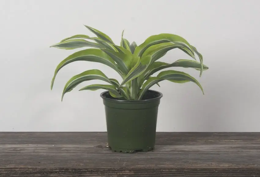 Dracaena : culture, soins et propagation