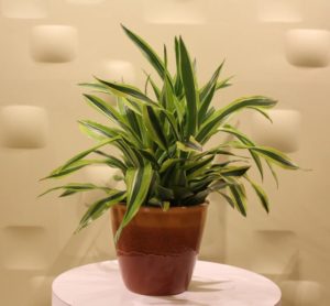 Dracaena : culture, soins et propagation