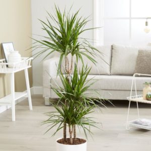 Dracaena : culture, soins et propagation