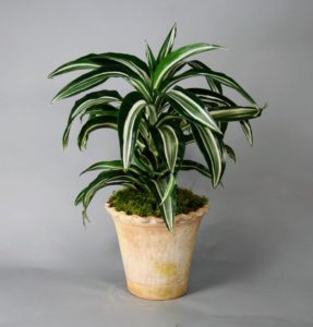 Dracaena : culture, soins et propagation