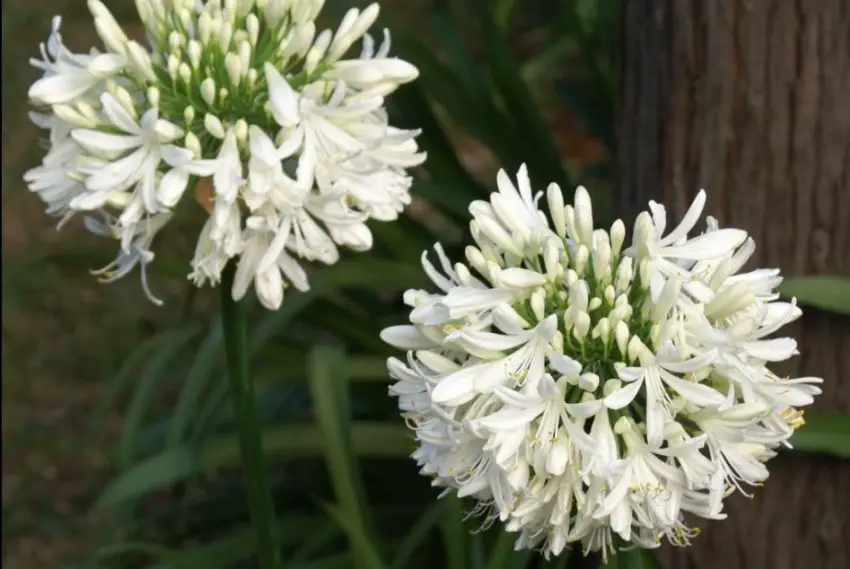 Agapanthus : règles de plantation, de soins et de propagation