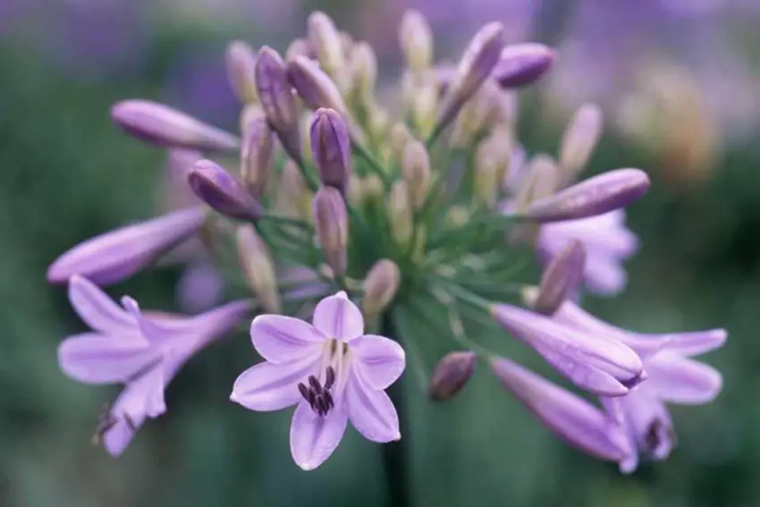 Agapanthus : règles de plantation, de soins et de propagation