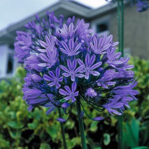 Agapanthus : règles de plantation, de soins et de propagation