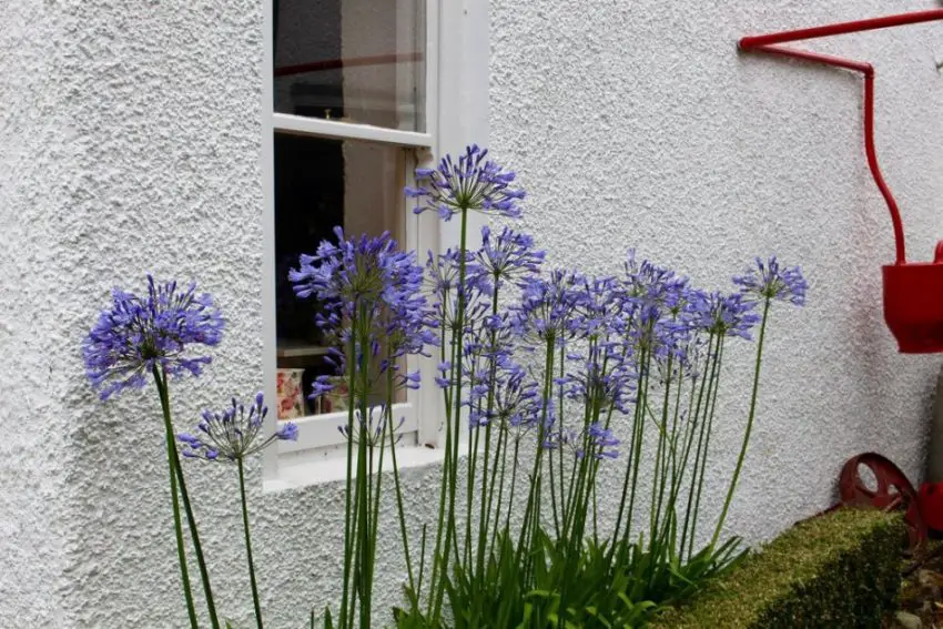 Agapanthus : règles de plantation, de soins et de propagation