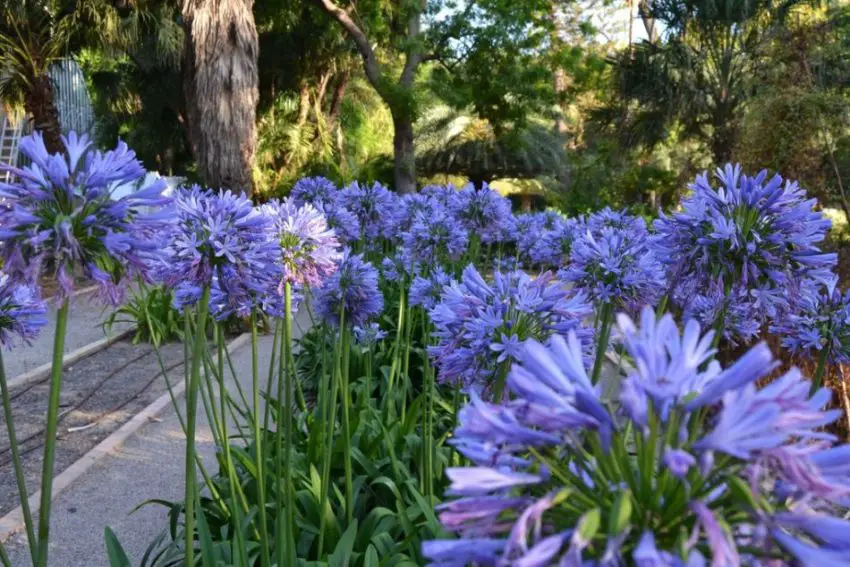 Agapanthus : règles de plantation, de soins et de propagation