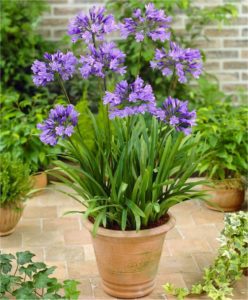 Agapanthus : règles de plantation, de soins et de propagation