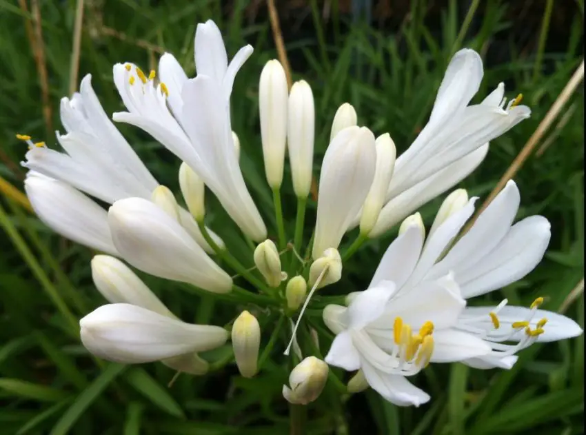 Agapanthus : règles de plantation, de soins et de propagation