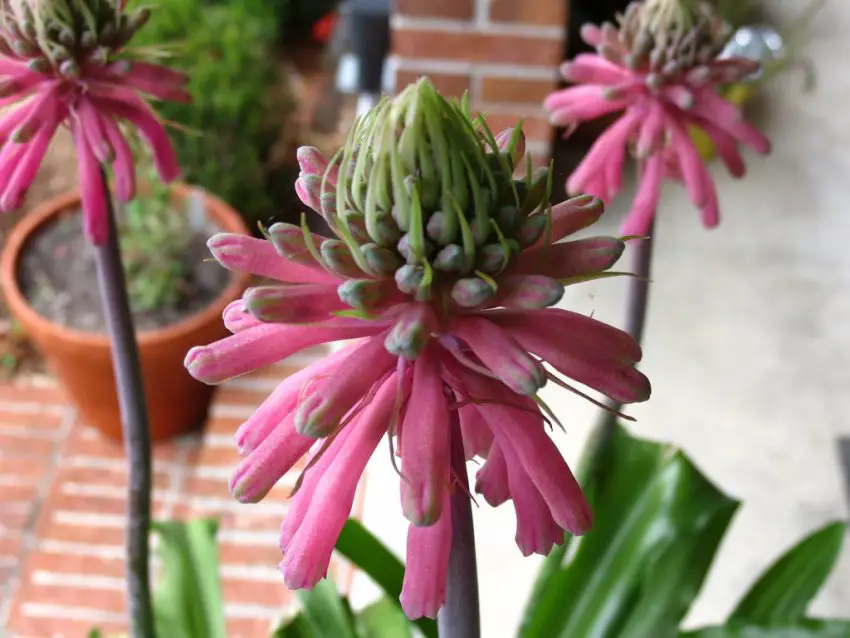 photo de veltheimia