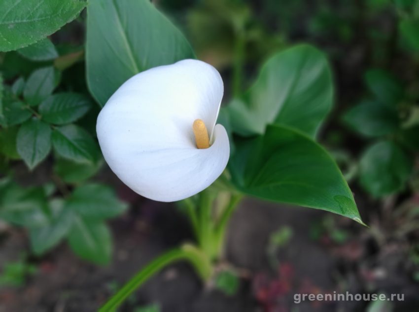 fleur de calla