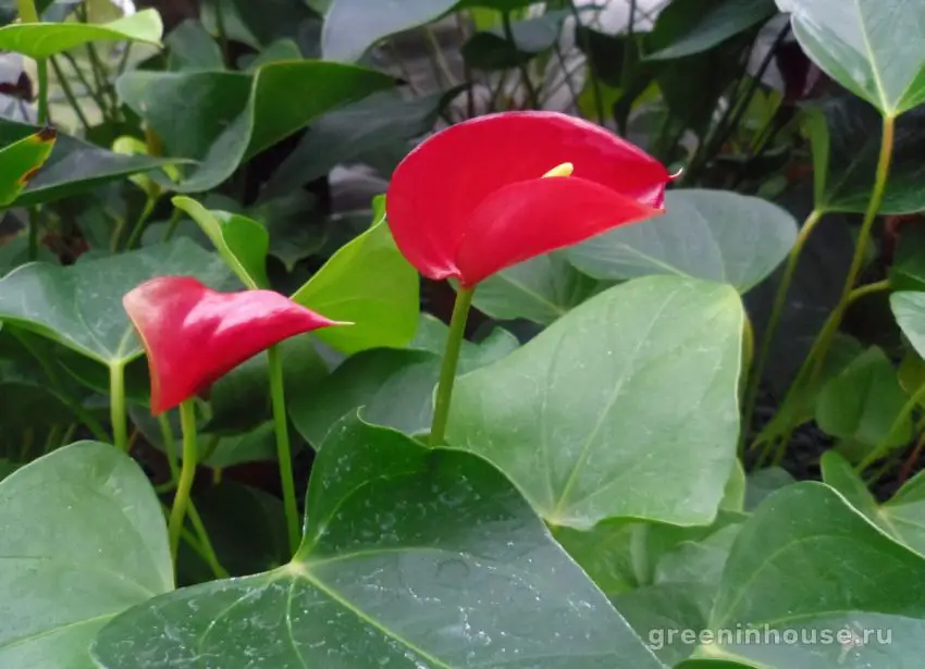 calla rouge