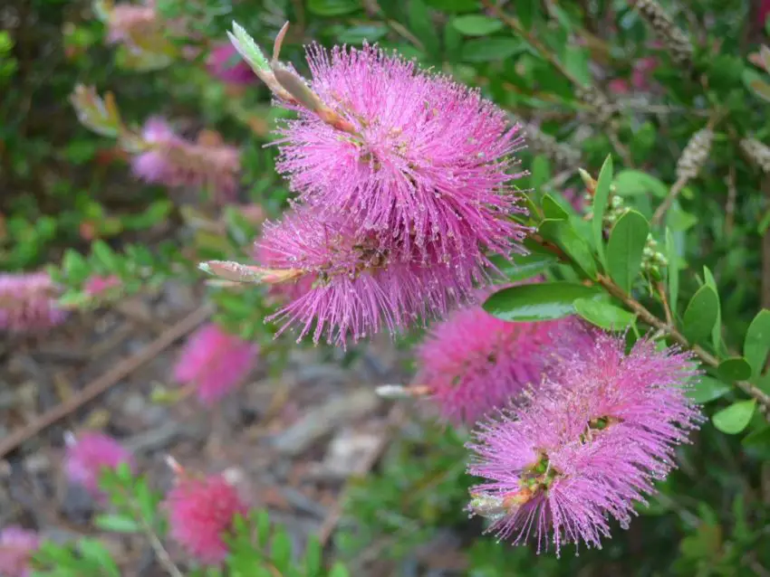 fleur de callistemon