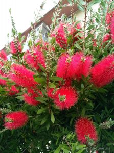 plante callistemon