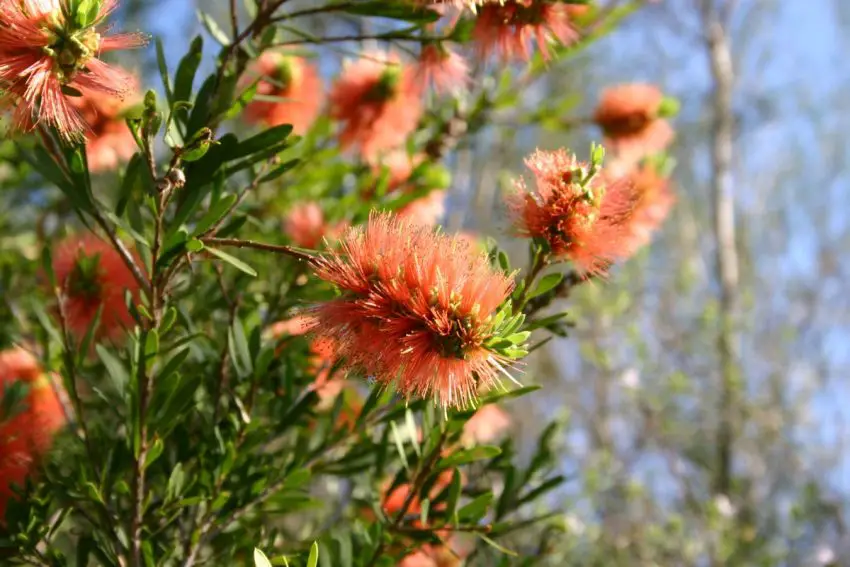 Callistemon : espèces populaires, soins et propagation