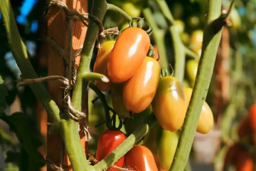 photo de tomate alphonse